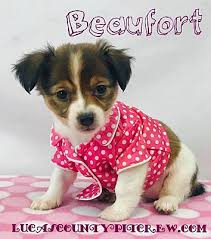 Can you give a child up for adoption in a different state? Toledo Oh Shih Tzu Meet Beaufort A Pet For Adoption Pet Adoption Shih Tzu Pets