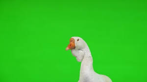 Maybe you would like to learn more about one of these? Goose Green Stock Video Footage 4k And Hd Video Clips Shutterstock