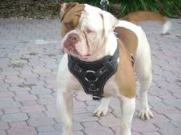 Looking for an american bulldog puppy or dog in mississippi? American Bulldog Puppies For Sale