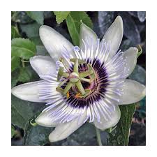 Image result for Passiflora caerulea
