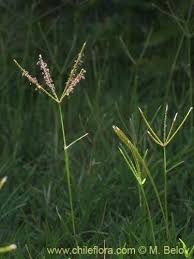 Image result for Digitaria angolensis