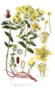 Scopriamone i benefici ed i possibili effetti collaterali associati al suo utilizzo, le possibili. Come Fare L Oleolito Di Iperico Illustrazione Botanica Disegno Di Fiori Disegni Botanici
