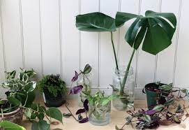 Now that we went over all monstera propagation methods, let's see what you need that would be all this indoor gardener has prepared for you today! How To Propagate A Monstera Deliciosa Leaf And Paw