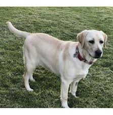 Browse and find puppies in scotland today, on the uk's leading dog only classifieds site. Registered Labrador Retriever Dog Breeders Australia
