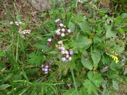 Image result for Ageratum conyzoides
