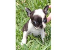 Find boston terrier puppies and dogs for adoption today! Boston Terrier Puppies For Sale