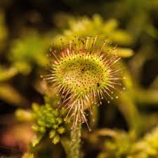 Image result for Droseraceae