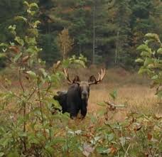 .during the rutting season in addition to the work of other moose biologists across north america. It Is Rutting Season At Haliburton Forest Haliburton Forest Wild Life Reserve Ltd