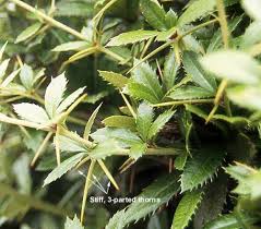 Image result for Berberis julianae