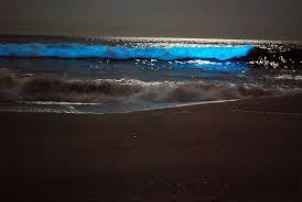 Bioluminescent Beach Puerto Rico Bioluminescent Ocean Places Id Like To Go Bioluminescent Phytoplankton Bioluminescent Bay Ocean