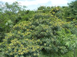 Image result for Strophanthus speciosus