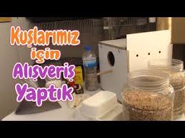 Kuslarimiz Icin Petshop Alisverisi Yaptik Folluklu Yuvalik Kalamar Kemigi Mamalik Kus Kumu Ve Yem Youtube 2020 Kus Kina Youtube