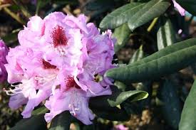 With thousands of varieties available, there's one to suit just about every garden. Rhododendron Herbstfreude Rhododendron Hybr Herbstfreude Hauenstein Ag