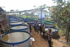 1 Rahasia Sukses Budidaya Ikan Gabus Di Kolam Terpal Kolam Gabus Ikan