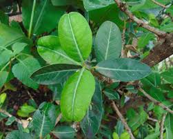 Image result for Garcinia livingstonei
