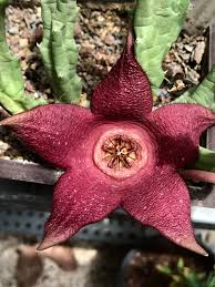 Image result for Orbea knobelii