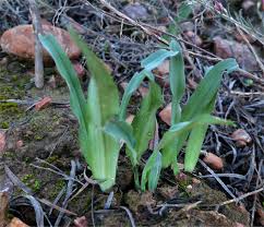 Image result for Drimia elata