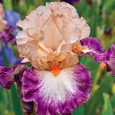 Shop Come Away With Me Tall Bearded Iris At Breck S Iris Flowers Beautiful Flowers Garden Iris Garden
