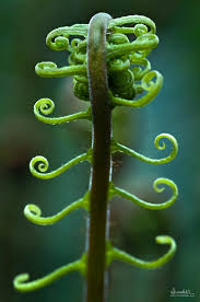 Image result for Dicranopteris elegantula