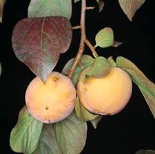 Image result for Diospyros mafiensis