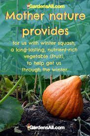 You don't necessarily want to wait until your squash is huge to pick them. When To Plant Winter Squash Planning And Planting Gardensall