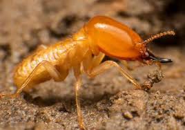 Maybe you would like to learn more about one of these? Pest Control Jacksonville Orlando Tampa Ocala Daytona Beach