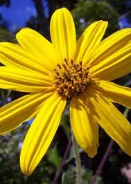 Image result for Helianthus angustifolius