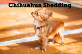 If you are looking for long hair chihuahua hairstyles examples, take a look. Dealing With A Shedding Chihuahua
