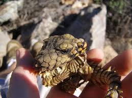 「Cordylus cataphractus」の画像検索結果