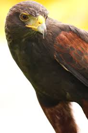 Birds Of Prey Animals List Harris Hawk Raptors Bird Wild Birds Birds Of Prey