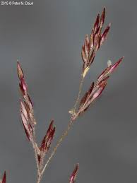 Image result for Agrostis