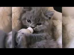 Kumpulan Kucing Lucu Imut Pintar Dan Menggemaskan Youtube