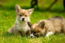 Health guarantee pembroke welsh corgi puppies brendajames720. The Cost Of A Welsh Corgi Usually Varies Depending On Several Factors There Is No Standard Cost It Depends On The Breeder Corgi Welsh Corgi Puppies Corgi Dog