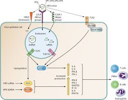Drugs against the common cold may be designed from the structure of rhinovirus. Human Rhinoviruses Clinical Microbiology Reviews