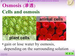 Examples of osmosis in animals the movement of water into the cytoplasm in unicellular organism such as paramecium and amoeba. Think About 3 1 Cell Membrane 3 2 Movement Of Substances Across Membranes Recall Think About Summary Concept Map Ppt Download