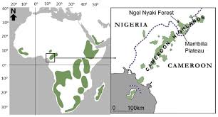 Image result for Dasylepis racemosa