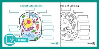 Mitochondria, smooth and rough er, lysosomes, golgi apparatus, vacuoles, centrioles, ribosomes, cytoplasm, cell membrane, and nucleus with nucleolus and chromatin. Picture Of Animal Cell Labeling Activity Digital Resources