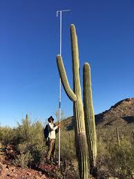 Check spelling or type a new query. Saguaro Flower Power Project Saguaro National Park U S National Park Service