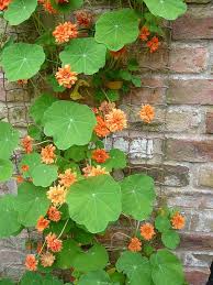 Listen to the best tropical mix shows. Double Nasturtium Nasturtium Edible Garden Garden Pests
