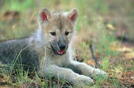 One howling for his mother. Baby Wolf Wallpapers And Hd Backgrounds Free Download On Picgaga