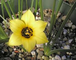 Image result for Romulea camerooniana