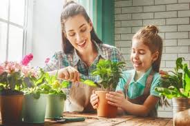 Here are a few plants that keep mosquitoes away and are also easy to grow for novice gardeners. Mosquito Repellent Plants 5 House Plants That Keep Mosquitoes Away Naturally India Com