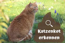 We did not find results for: Katzenkot Erkennen Bilder Vom Aussehen Gartenlexikon De