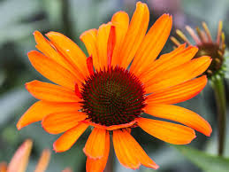 Growing 'rose chiffon' variety is the closest you can get to rose in looks! Scheinsonnenhut Tiki Torch Schonste Stauden Expertenwissen