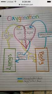 Oxygenation Process Nursing School Tips Nursing School Survival Medical School Studying