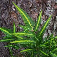 Check spelling or type a new query. Arachniodes Aristata Variegata Evergreen East Indian Holly Fern Ferns Hardy Garden Fern Plants Exotic Plants Online