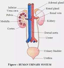 Urethra, renal artery and vein, caudal vena cava, sphincter. 18 Excretory System Ideas Excretory System Anatomy And Physiology Human Anatomy And Physiology