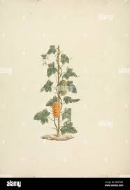 Image result for Gardenia ternifolia