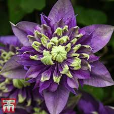 We did not find results for: Clematis Florida Taiga Plants Thompson Morgan