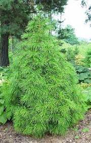 My Favorite Conifer Sciadopitys Verticillata Japanese Umbrella Pine Needles Are The Softest Japanesegardening Conifers Garden Garden Shrubs Plants
